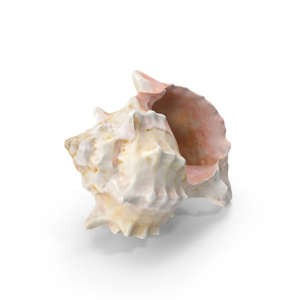 Conch Sea Shell PNG & PSD Images