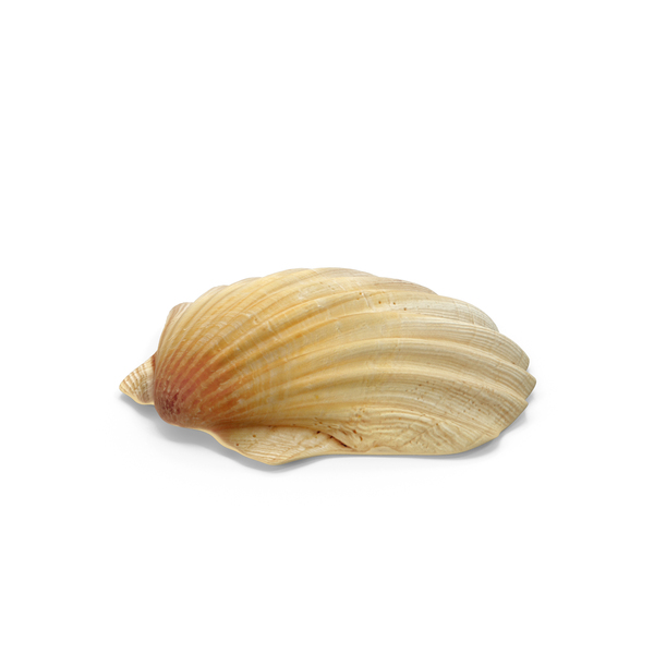 Seashell: Sea Shell PNG & PSD Images