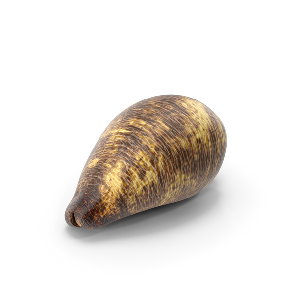 Seashell: Sea Shell PNG & PSD Images Seashell: Sea Shell PNG & PSD Images