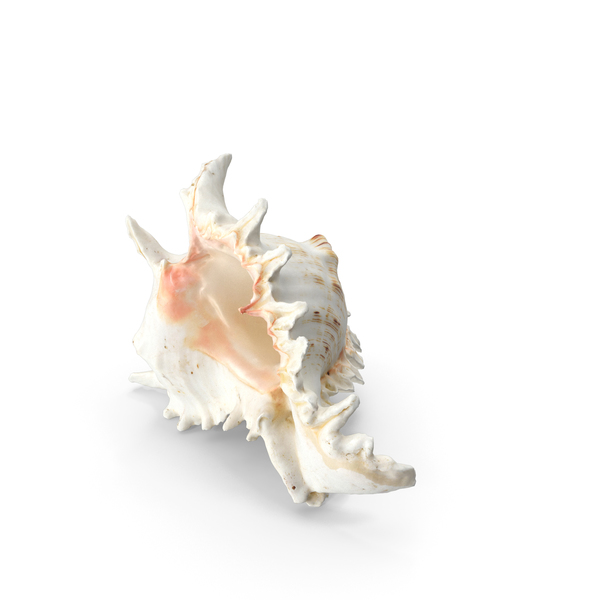 Seashell: Sea Shell PNG & PSD Images Seashell: Sea Shell PNG & PSD Images