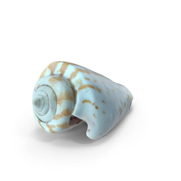 Snail: Sea Shell PNG & PSD Images Snail: Sea Shell PNG & PSD Images