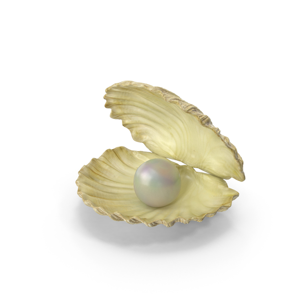 Seashell: Sea Shell With Pearl PNG & PSD Images