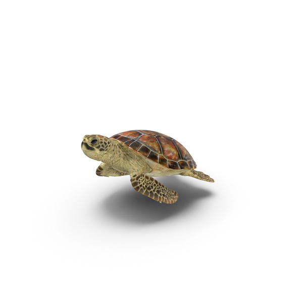 Sea Turtle PNG & PSD Images