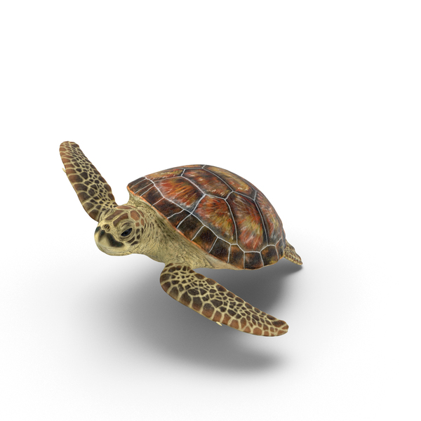 Sea Turtle PNG Images & PSDs for Download | PixelSquid - S11102725E