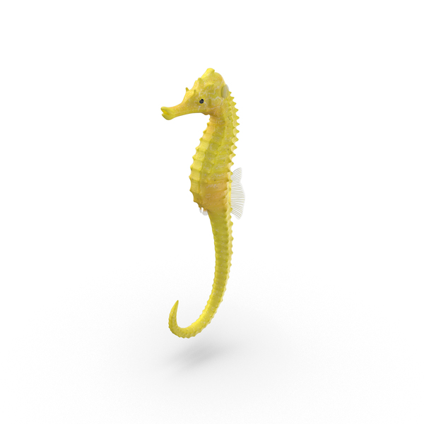 Seahorse PNG & PSD Images