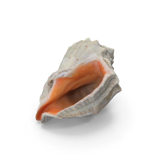 Seashell PNG & PSD Images Seashell PNG & PSD Images