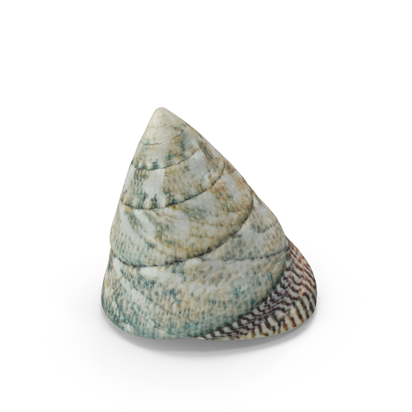 Seashell PNG & PSD Images Seashell PNG & PSD Images