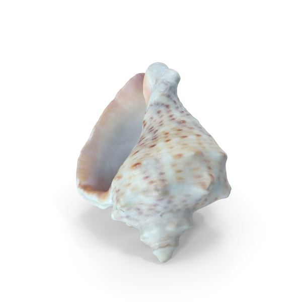 Seashell PNG & PSD Images Seashell PNG & PSD Images