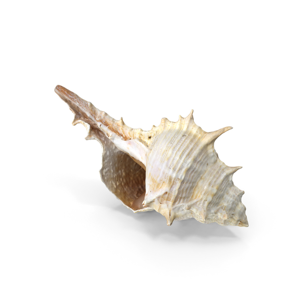 Seashell PNG & PSD Images