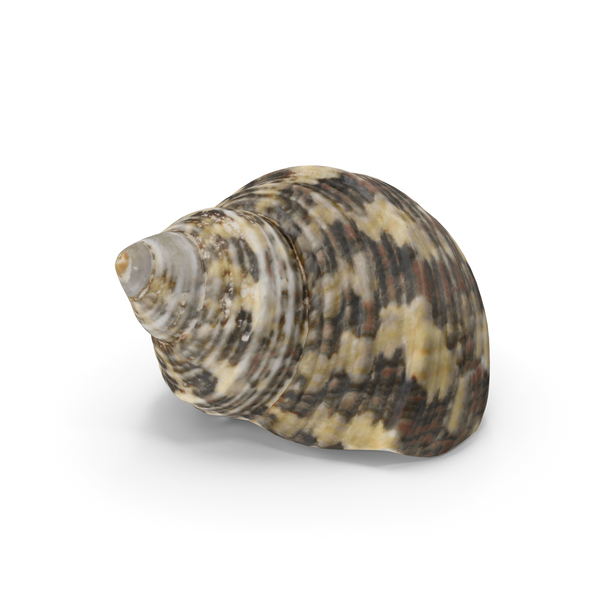 Seashell PNG & PSD Images Seashell PNG & PSD Images