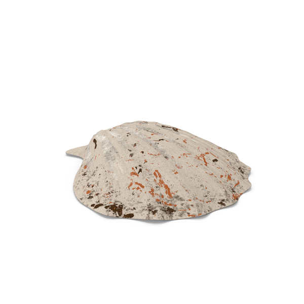 Clamshell: Seashell PNG & PSD Images Clamshell: Seashell PNG & PSD Images