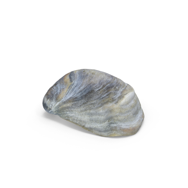 Seashell PNG & PSD Images Seashell PNG & PSD Images