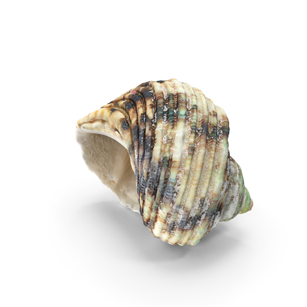 Sea Snail Shell: Seashell PNG & PSD Images Sea Snail Shell: Seashell PNG & PSD Images