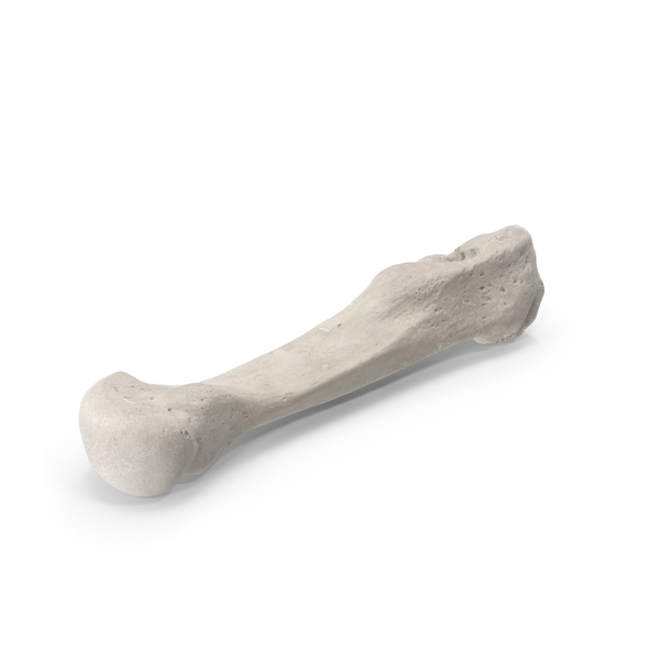 Second Metatarsal Bone PNG & PSD Images Second Metatarsal Bone PNG & PSD Images