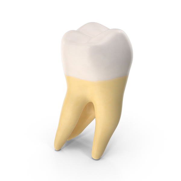 Teeth: Second Molar Upper Jaw Right Clean PNG & PSD Images Teeth: Second Molar Upper Jaw Right Clean PNG & PSD Images