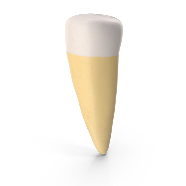 Teeth: Second Premolar Lower Jaw Clean PNG & PSD Images