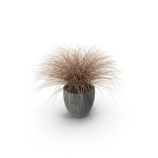 01 Potted Brown: Sedge PNG & PSD Images