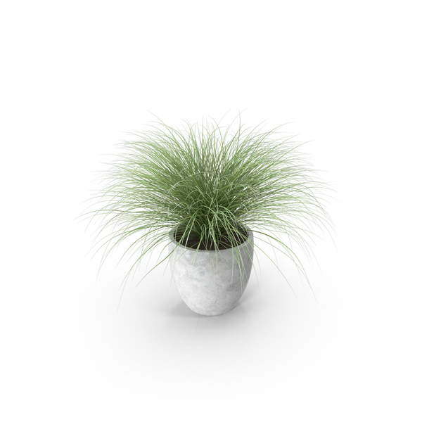 01 Potted Green: Sedge PNG & PSD Images 01 Potted Green: Sedge PNG & PSD Images