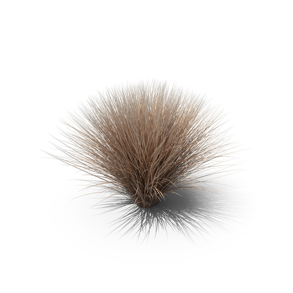 Grasses: Sedge PNG & PSD Images Grasses: Sedge PNG & PSD Images