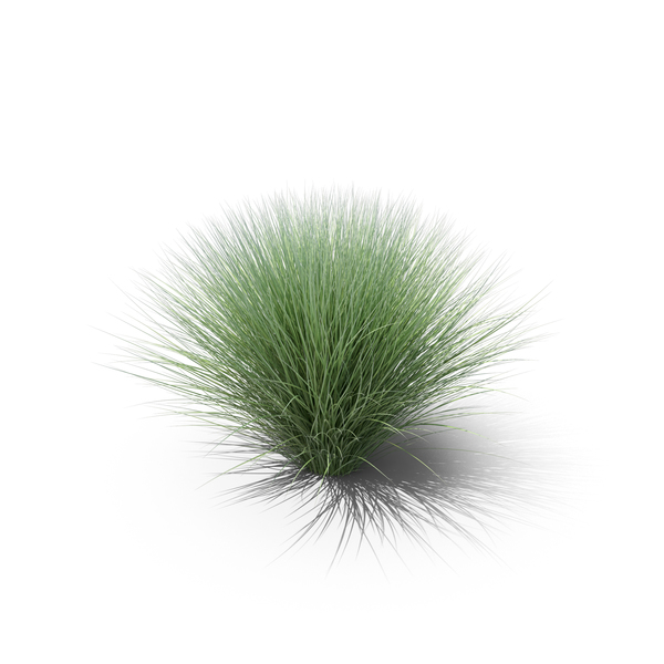 Grasses: Sedge PNG & PSD Images Grasses: Sedge PNG & PSD Images