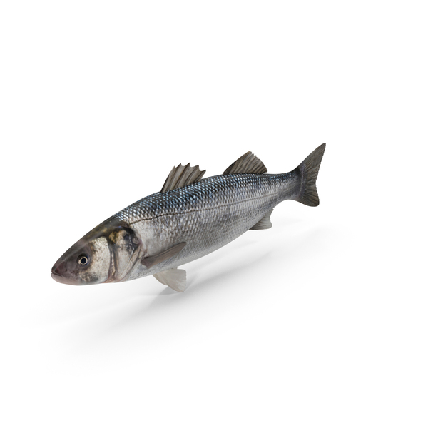 Sea Bass: Seebass Fish PNG & PSD Images Sea Bass: Seebass Fish PNG & PSD Images