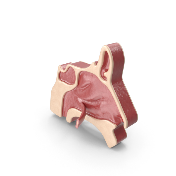 Anatomy: Septal Perforation PNG & PSD Images Anatomy: Septal Perforation PNG & PSD Images