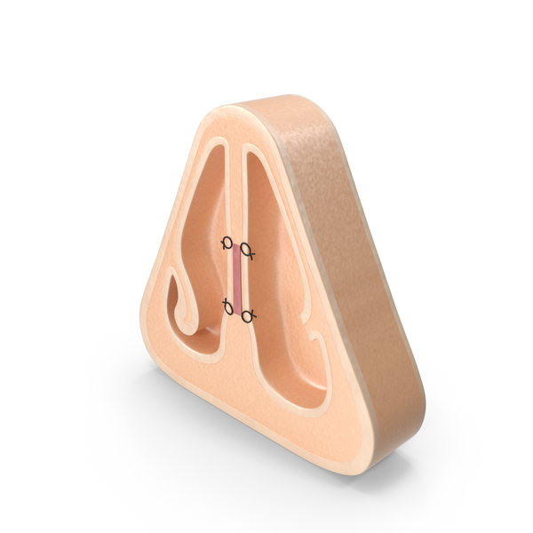 Anatomy: Septal Perforation PNG & PSD Images Anatomy: Septal Perforation PNG & PSD Images