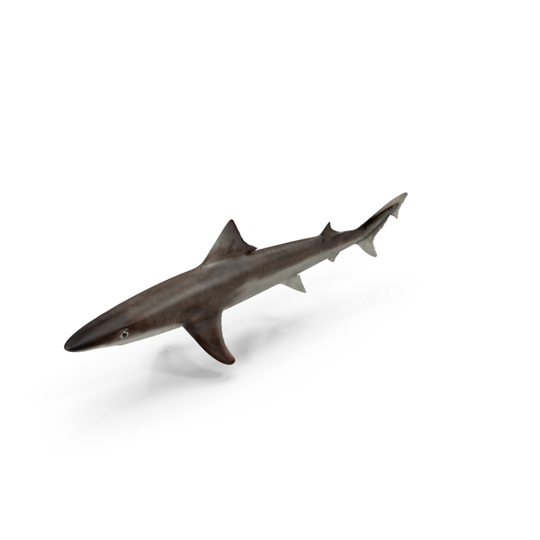 Shark PNG & PSD Images Shark PNG & PSD Images