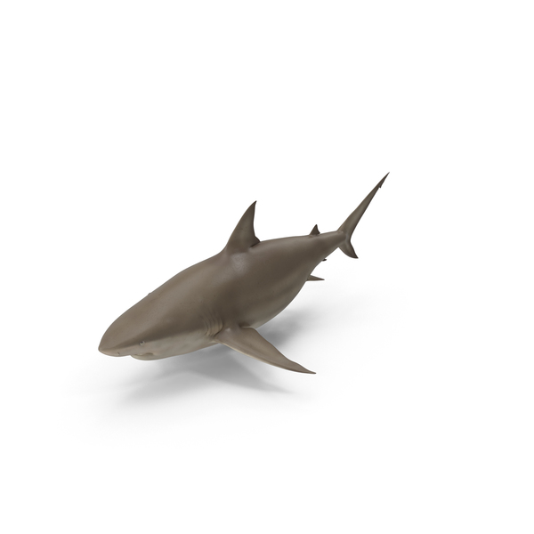 Shark PNG & PSD Images