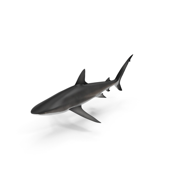 Shark PNG & PSD Images Shark PNG & PSD Images