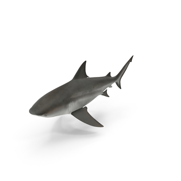 Shark PNG & PSD Images Shark PNG & PSD Images