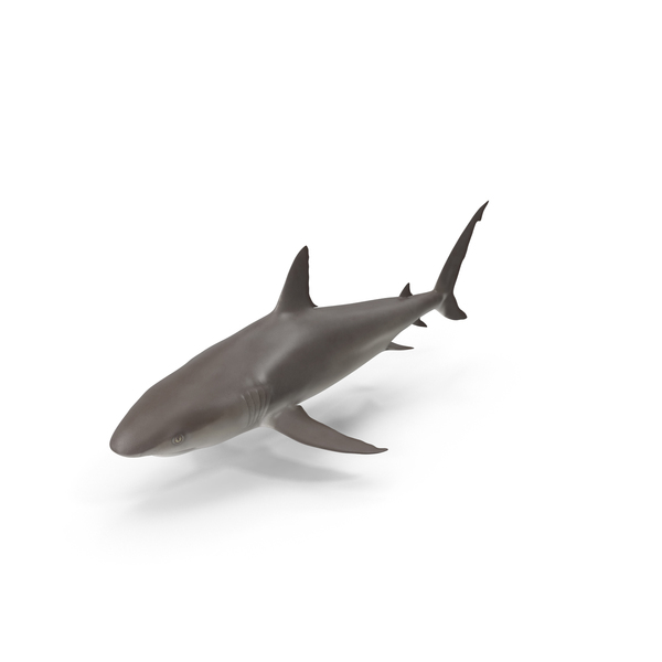 Shark PNG & PSD Images Shark PNG & PSD Images