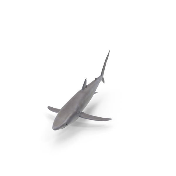 Shark PNG & PSD Images Shark PNG & PSD Images