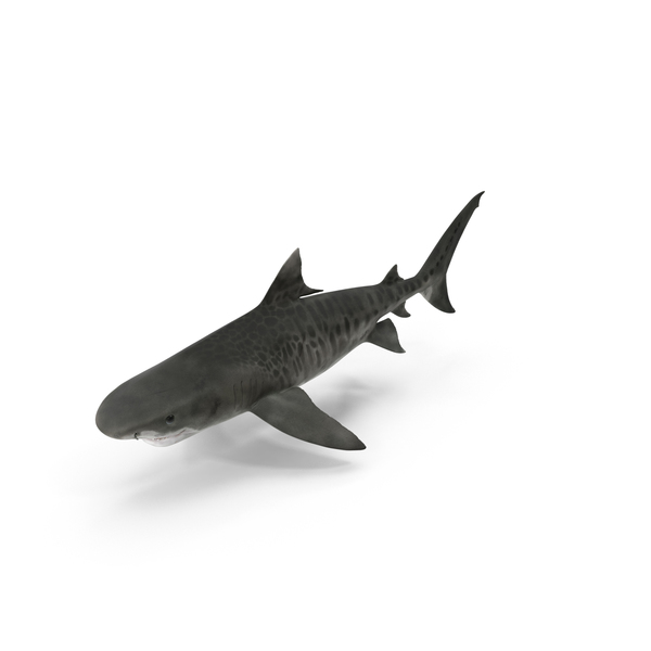Shark PNG & PSD Images Shark PNG & PSD Images