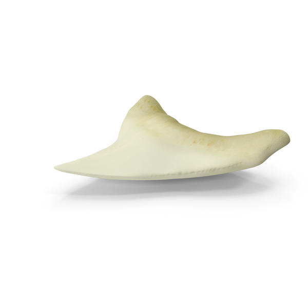 Shark Tooth Fossil PNG & PSD Images Shark Tooth Fossil PNG & PSD Images