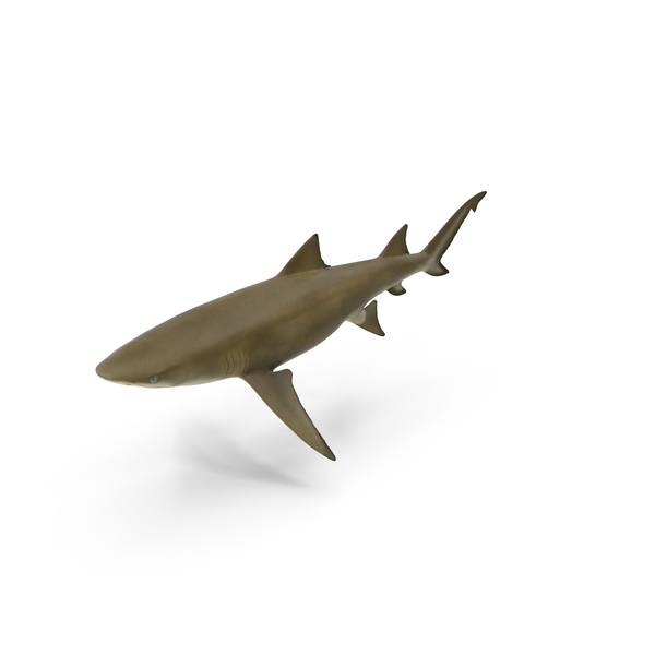 Shark PNG & PSD Images Shark PNG & PSD Images