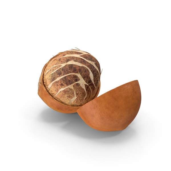Nuts: Shea Nut Opened PNG & PSD Images