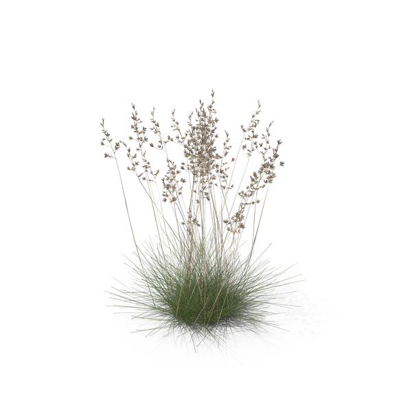 Grasses: Sheep Fescue PNG & PSD Images Grasses: Sheep Fescue PNG & PSD Images