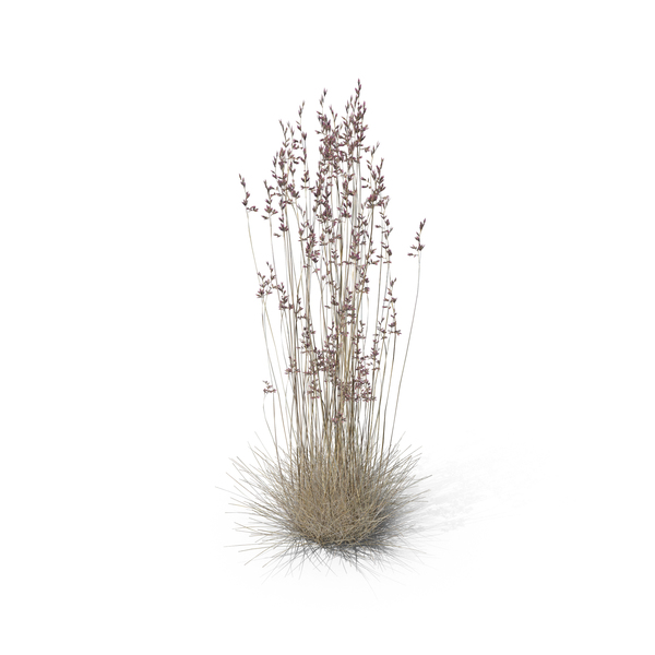 Grasses: Sheep Fescue PNG & PSD Images Grasses: Sheep Fescue PNG & PSD Images
