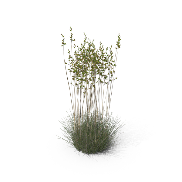 Grasses: Sheep Fescue PNG & PSD Images Grasses: Sheep Fescue PNG & PSD Images