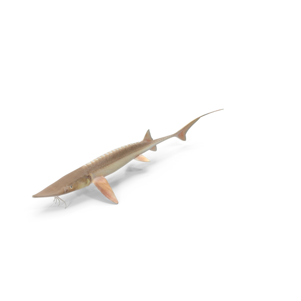 Fish: Shovelnose Sturgeon PNG & PSD Images Fish: Shovelnose Sturgeon PNG & PSD Images