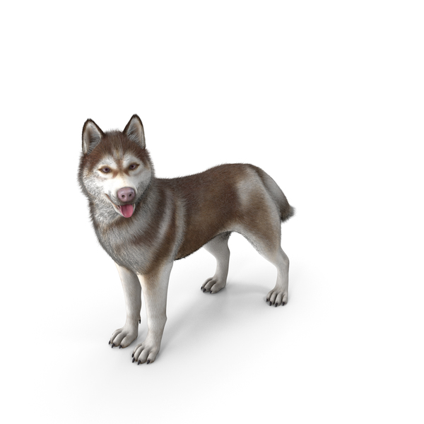 Siberian Husky Copper Standing Pose Fur PNG & PSD Images Siberian Husky Copper Standing Pose Fur PNG & PSD Images