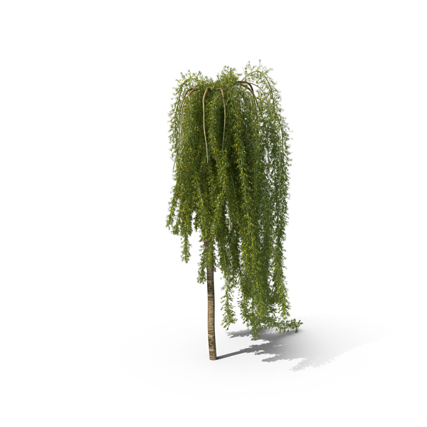 Shrub: Siberian Peashrub PNG & PSD Images Shrub: Siberian Peashrub PNG & PSD Images