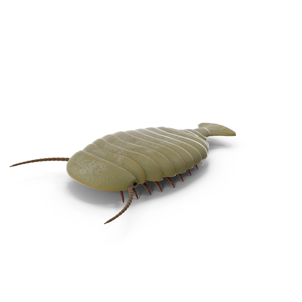 Sea Creatures: Sidneyia Static PNG & PSD Images
