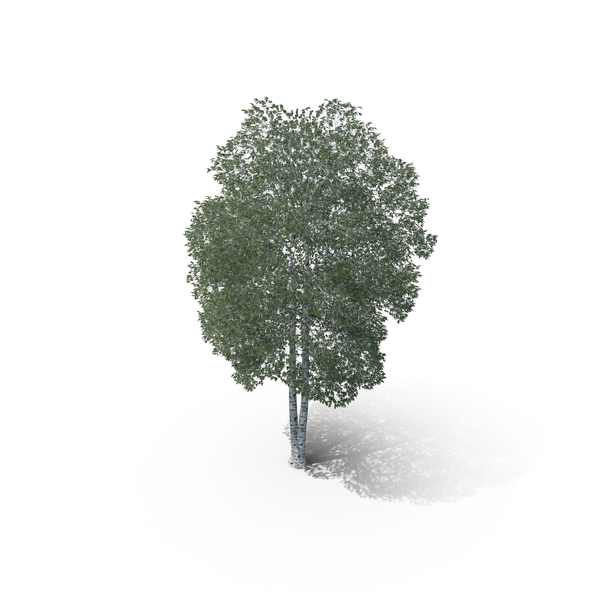 Silver Birch Tree PNG & PSD Images Silver Birch Tree PNG & PSD Images