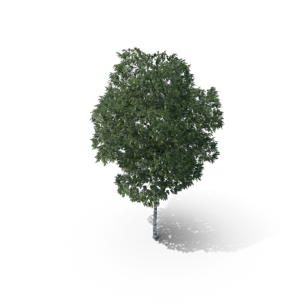 Silver Birch Tree PNG Images & PSDs for Download | PixelSquid - S113833037