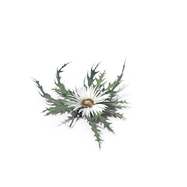 Flowering Plants: Silver Thistle PNG & PSD Images Flowering Plants: Silver Thistle PNG & PSD Images