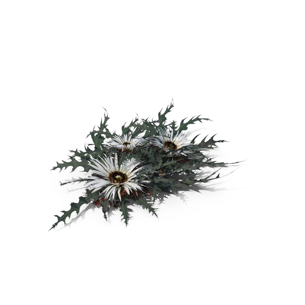 Flowering Plants: Silver Thistle PNG & PSD Images Flowering Plants: Silver Thistle PNG & PSD Images
