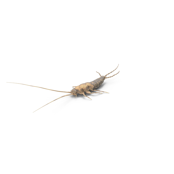 Silverfish PNG & PSD Images