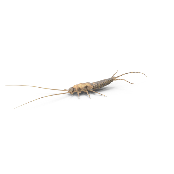 Silverfish PNG & PSD Images